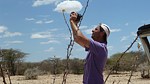Jatropha dichtar Laisamis jizne Kenya 2012 Kazungu P1030794.jpg